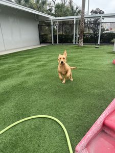 Pet Paradise Wesley Chapel photo 16