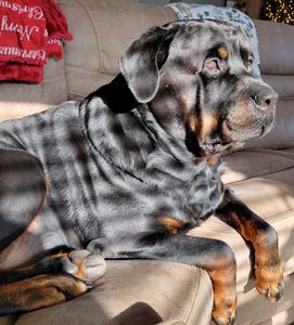 Pet Paradise Wesley Chapel photo 21