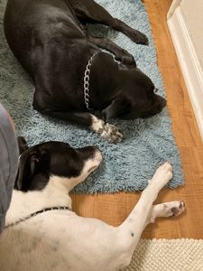 Pet Paradise Wesley Chapel photo 22