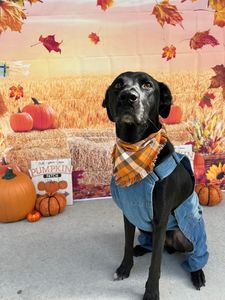 Pet Paradise Wesley Chapel photo 24