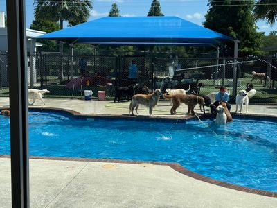 Pet Paradise Wesley Chapel photo 29