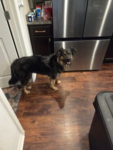 Pet Paradise Wesley Chapel photo 30