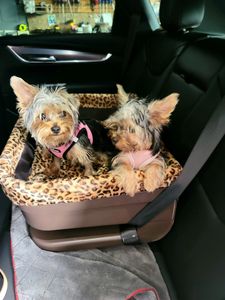 Pet Paradise Wesley Chapel photo 31