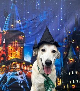 Pet Paradise Wesley Chapel photo 32