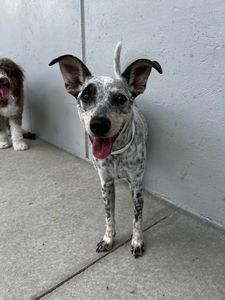 Pet Paradise Wesley Chapel photo 33