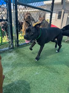 Pet Paradise Wesley Chapel photo 34