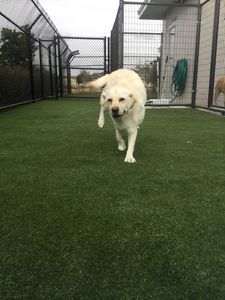 Pet Paradise Wesley Chapel photo 35