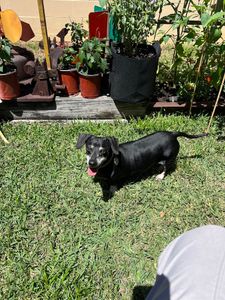 Pet Paradise Wesley Chapel photo 36