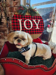 Pet Paradise Wesley Chapel photo 37