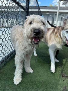 Pet Paradise Wesley Chapel photo 39