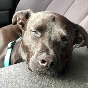 Pet Paradise Wesley Chapel photo 40