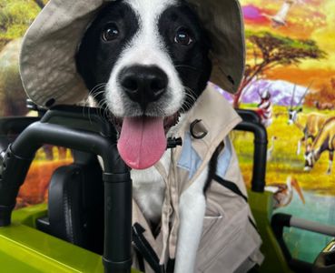 Pet Paradise Wesley Chapel photo 41