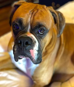 Pet Paradise Wesley Chapel photo 42