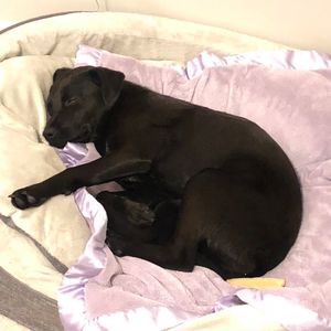 Pet Paradise Wesley Chapel photo 43