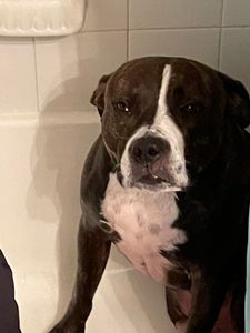 Pet Paradise Wesley Chapel photo 44