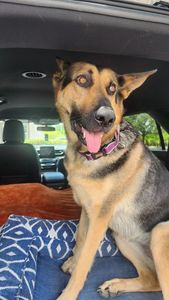 Fox & Friends Animal Hospital photo 2