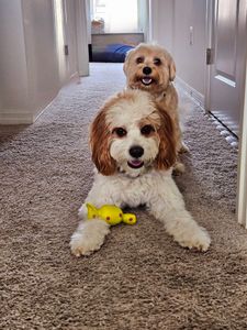 Fox & Friends Animal Hospital photo 3