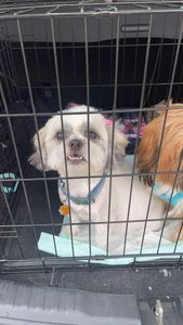 Fox & Friends Animal Hospital photo 4