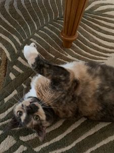 Fox & Friends Animal Hospital photo 5