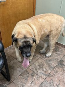 Fox & Friends Animal Hospital photo 6