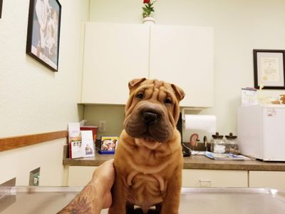 Fox & Friends Animal Hospital photo 8