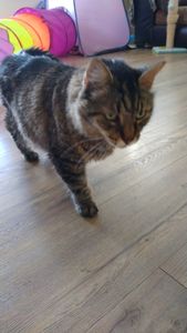 Fox & Friends Animal Hospital photo 10