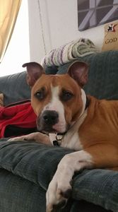 Fox & Friends Animal Hospital photo 12