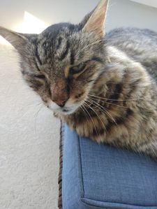 Fox & Friends Animal Hospital photo 13