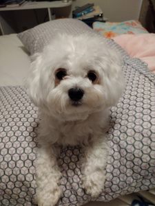 Fox & Friends Animal Hospital photo 14