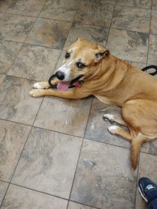 Fox & Friends Animal Hospital photo 16