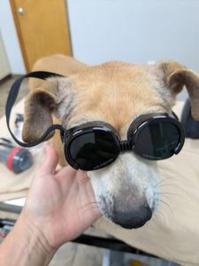 Fox & Friends Animal Hospital photo 17