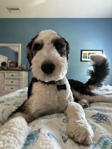 Fox & Friends Animal Hospital photo 18