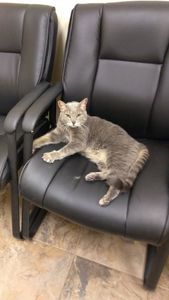 Fox & Friends Animal Hospital photo 19