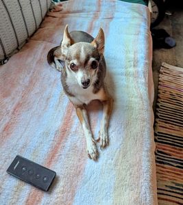 Fox & Friends Animal Hospital photo 20