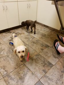 Fox & Friends Animal Hospital photo 21