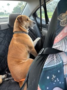 Fox & Friends Animal Hospital photo 22