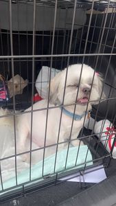 Fox & Friends Animal Hospital photo 24