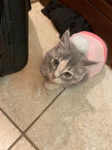 Fox & Friends Animal Hospital photo 25