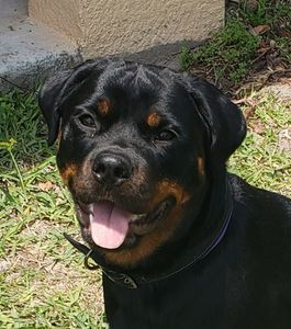 Fox & Friends Animal Hospital photo 27