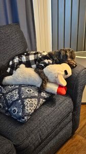 Fox & Friends Animal Hospital photo 28