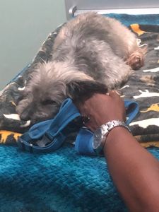 Fox & Friends Animal Hospital photo 29