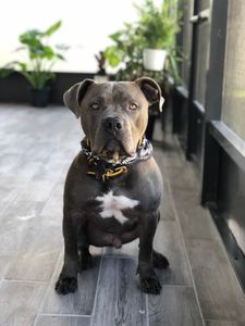 Fox & Friends Animal Hospital photo 30