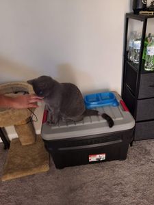 Fox & Friends Animal Hospital photo 31