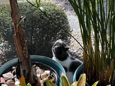 Fox & Friends Animal Hospital photo 33