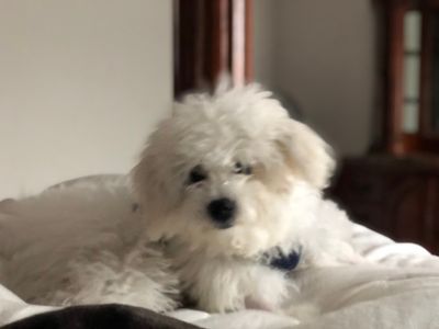 Fox & Friends Animal Hospital photo 34