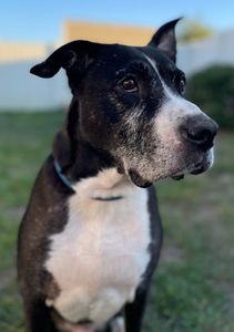 Fox & Friends Animal Hospital photo 35