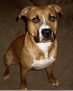 Fox & Friends Animal Hospital photo 36