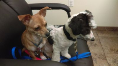 Fox & Friends Animal Hospital photo 38