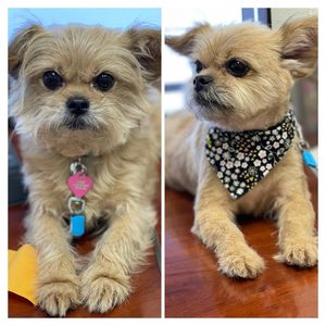 Dog Tags Mobile Grooming photo 2