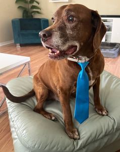 Dog Tags Mobile Grooming photo 3